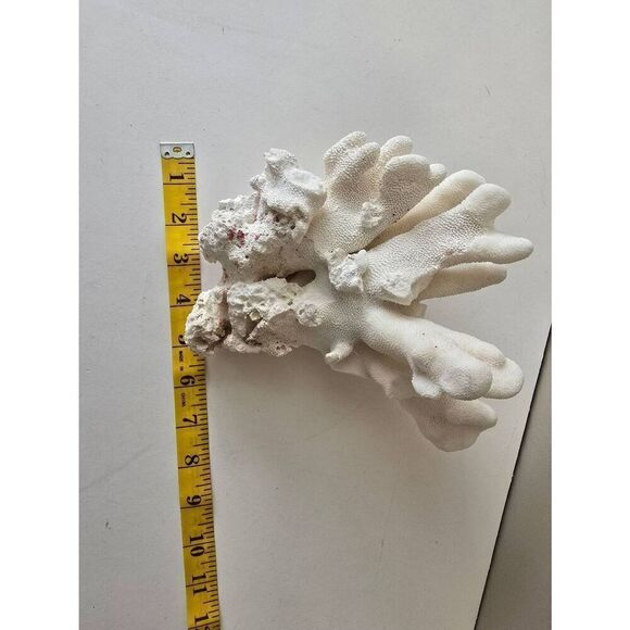 White Cats Paw Coral Stylophora - Picture 8 of 8
